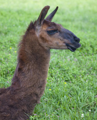 Llama--head and neck