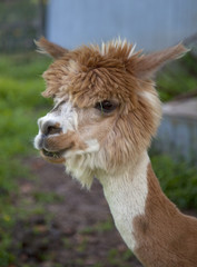 Fototapeta premium Alpaca--head and neck