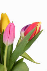 Fototapeta premium Tulpenstrauß