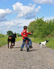enfant à vélo et ses chiens - obrazy, fototapety, plakaty