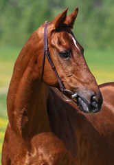 Fototapeta na wymiar Rasowy koń