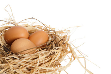 Eggs In Nest