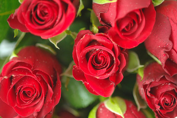 Rose rosse