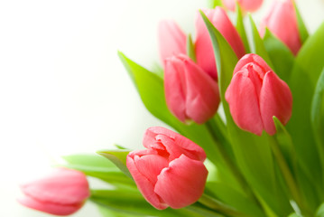 Bouquet of tulips