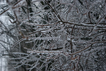 icy branches