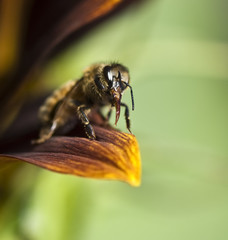 honey bees proboscis close up