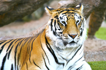 Fototapeta na wymiar Tiger Closeup