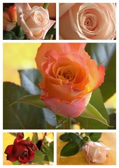 Roses multiples