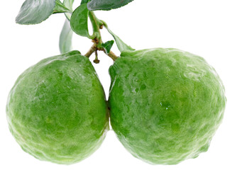 fruits condiment citrus hystrix, combava, agrume, fond blanc