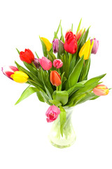 Colorful Dutch tulips over white background