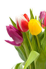 Colorful Dutch tulips over white background