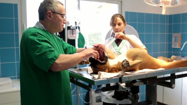 intubation d'un chien