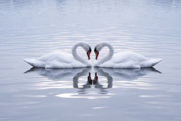 Swans Heart in the Calm Morning Lake