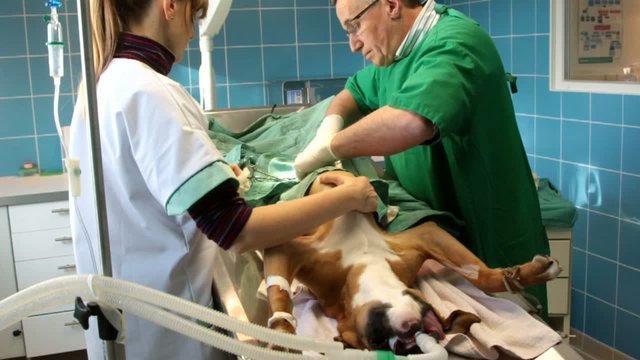 chirurgie canine v&eacute;t&eacute;rinaire
