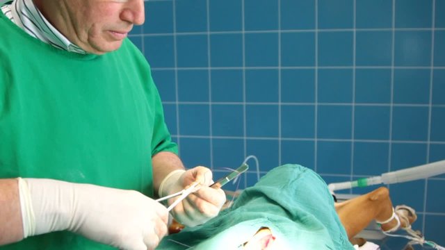 vétérinaire suturant une plaie