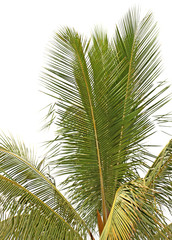 Fototapeta premium cocotier arbre tropical fond blanc