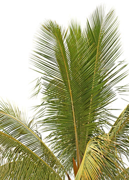 cocotier arbre tropical  fond blanc