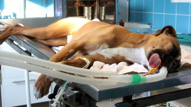 boxer en salle d'op&eacute;ration
