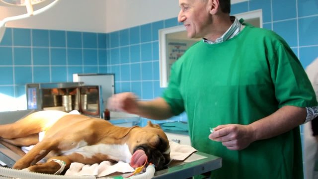 v&eacute;t&eacute;rinaire caressant un chien apr&egrave;s l'intervention