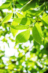 green leaves background in sunny day