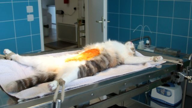chat au bloc op&eacute;ratoire