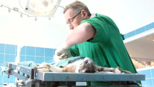 chat au bloc opératoire