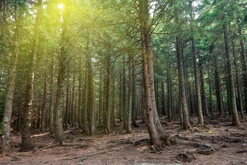 pine forest in a rays of sun