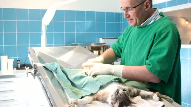 chat au bloc op&eacute;ratoire