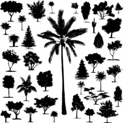 Beautiful Transparent Trees Vectors