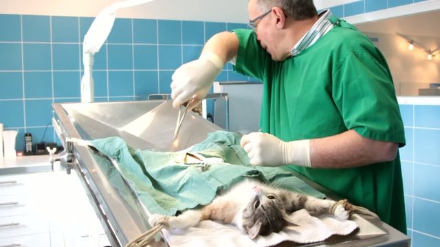 refermer le chat au bloc op&eacute;ratoire