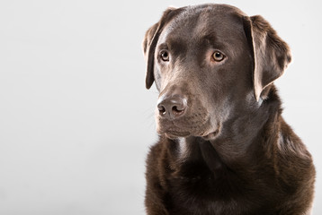 Shot of a Handsome Chocolate Labrador Looking Alert
