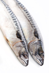 mackerel on white background.
