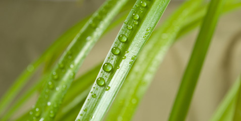 drops on the  leaf