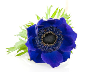 Blue anemone