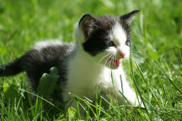 Chaton
