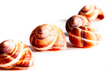 Weinbergschneckenhäuser