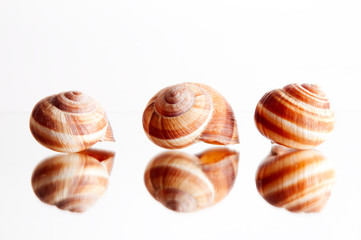 Weinbergschneckenhäuser