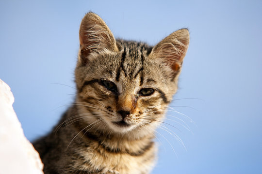 Chaton europ&eacute;en - petit chat malade