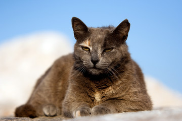 Chats européen gris