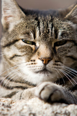 Chat européen tigré