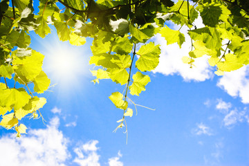Grape branch over the blue sky background