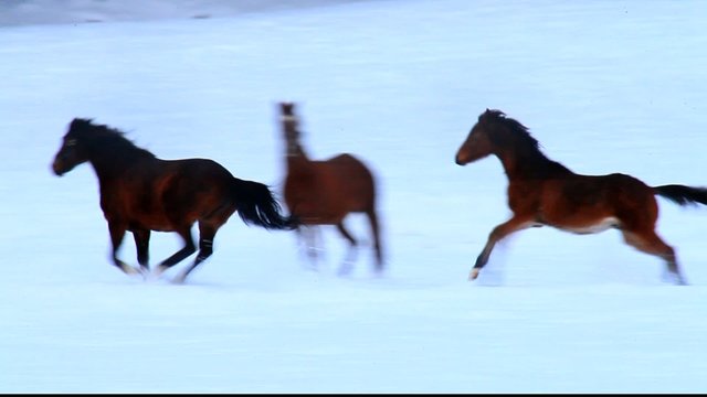 Pferde im Winter