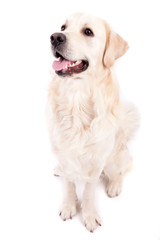 Golden Retriever Portrait