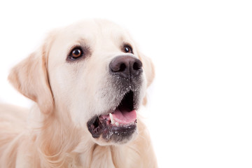 Golden Retriever Portrait
