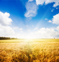 nature background