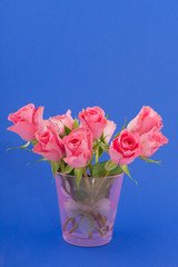 Pink roses on blue
