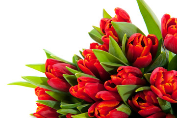 Red tulips