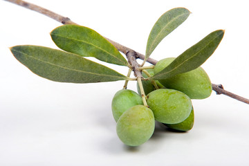 Olives et rameau d'olivier sur fond dégradé  blanc au vert