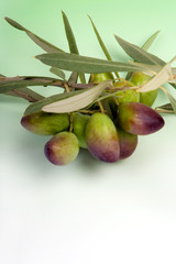 Olives et rameau d'olivier sur fond dégradé  blanc au vert