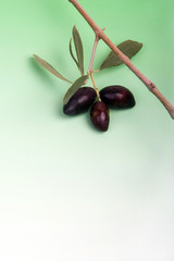 Olives noires et rameau d'olivier sur fond dégradé  blanc au ver